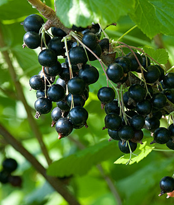 Currant, Ben Sarek, Black Mid Season